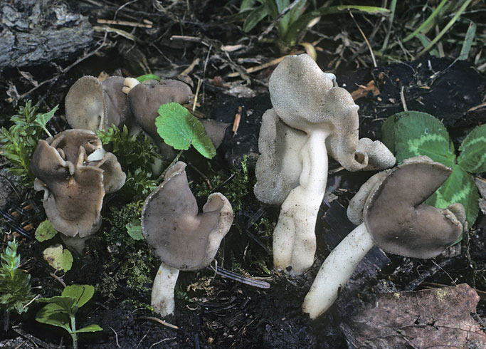 Helvella latispora